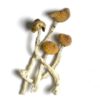 Shop Aztec God Psilocybe cubensis 510x510 1 UK