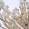 Buy Albino A+ Cubensis Mushrooms 3 UK Buy Albino A+ Cubensis Mushrooms UK