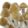 Buy Psilocybe Cubensis Ecuador UK