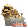 Buy Psilocybe Cubensis Thai UK