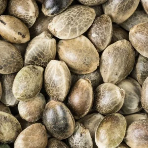 Order Pure Quality UK Cheese Seeds