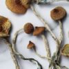 Shop Mazatapec Mushrooms 510x255 1 UK