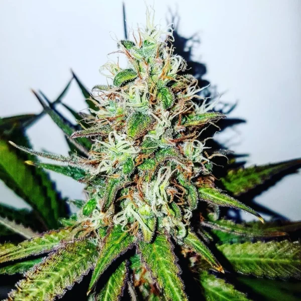 Order UK Cheese Seeds