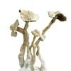 Buy Albino mushroom 3 UK Shop albino scaled e1590139595682 UK