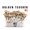 Shop golden teacher mondo magic mushroom kit main xl UK