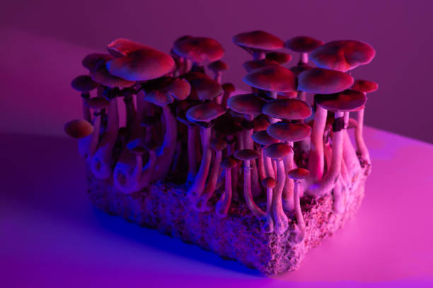 Psilocybin is Changing Mental Health Treatment
