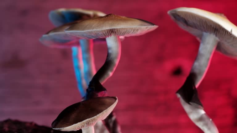 Psychedelics vs Pharmaceuticals