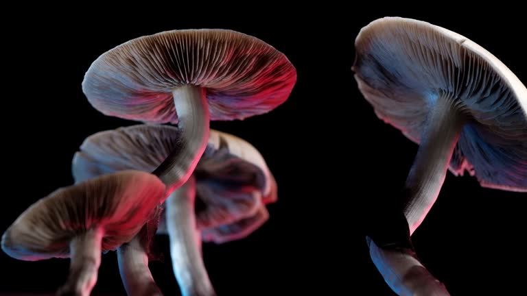 Safely and Discreetly Use Psychedelics