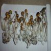 Buy 50grams Psilocybin cubensis Amazonian 2 UK Shop wW3hhjTVAwItmmqpNMQifQxuiJP2hcBG0kcHiYoKCvPW5oId3K UK