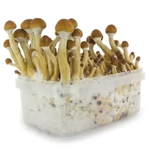 Buy Brazil Supa Grow Kit UK