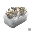 Copelandia Hawaiian Grow Kit