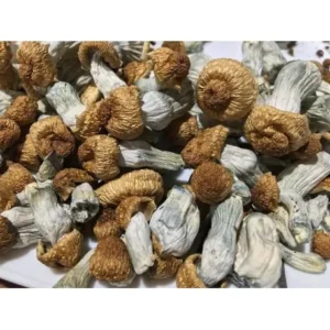 Buy Penis Envy Mushrooms UK