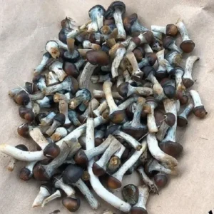 Buy Psilocybe Baecoystis Online UK