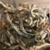 Buy Psilocybe Cubensis Mushroom UK