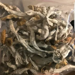 Buy Psilocybe Cubensis Mushroom UK