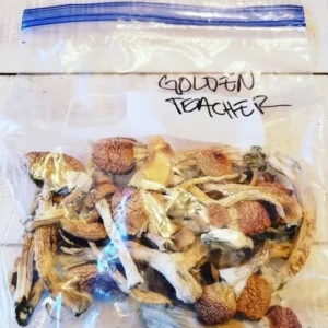 Buy Golden Teacher Mushroom UK