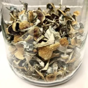 Order Psilocybe Azurescens musjroom spores for sale UK