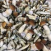 Order Psilocybe Cyanescens UK