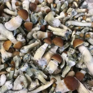 Order Psilocybe Cyanescens UK