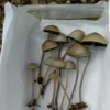 Order Psilocybe Mexicana Online UK