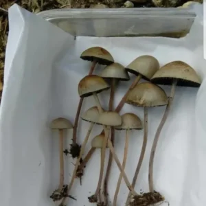 Order Psilocybe Mexicana Online UK