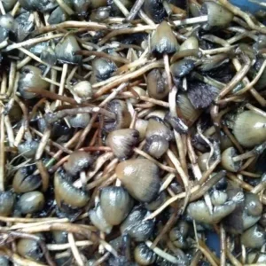 Buy Psilocybe Semilanceata Online UK